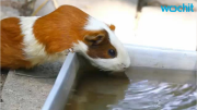 Guinea Pigs Leap To Rugs