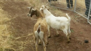 Fighting Fire With ... Goats?