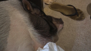 Firefighters Rescue Pot-Bellied Pig