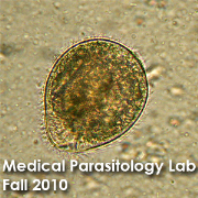 Medical Parasitology Lab 2010