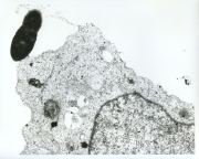 Microbiology @ Morningside