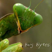 Bug Bytes
