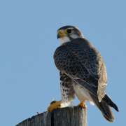 Flying the Bird Podcast