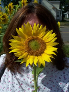 Sunflowers in the City
