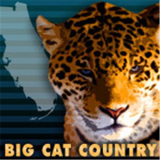 Big Cat Country | Blog Talk Radio Feed