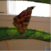 A Hatched Cocoon!