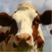Eloquent CowCasts