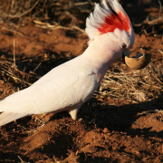 Cultural Stories about Birds and Animals