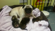 Two week-old kittens snuggle up to Peppa the Pug