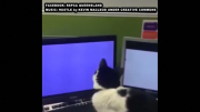 Cat goes crazy catching mice on screensaver