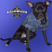 Vegas Rock Dog
