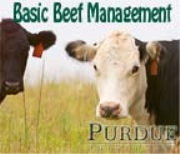 Beef Management