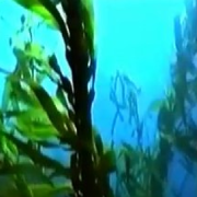 海藻森林-串流頻道