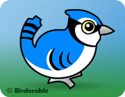 Radio Blue Jay