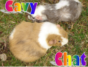 Cavy Chat