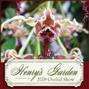Missouri Botanical Garden Orchid Show 2009