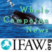 IFAW's Whale Blog