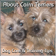 About Cairn Terriers - Dog Care and Training Tips