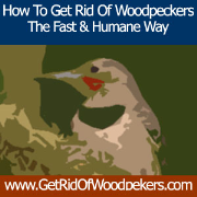 How To Get Rid Of Woodpeckers - Fast & Humane Woodpecker Control