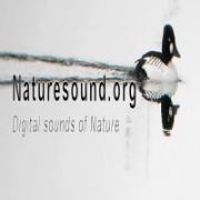 nature sound's Podcast