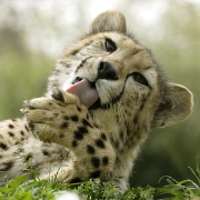 Cheetah Chat from the Smithsonian's National Zoo