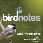 Bird Notes