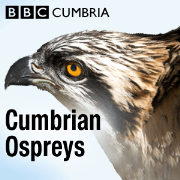 Cumbrian Ospreys