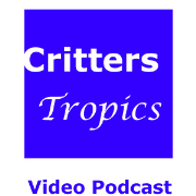 Critters - Tropics