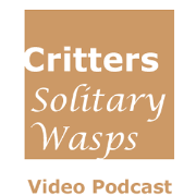 Critters - Solitary Wasps