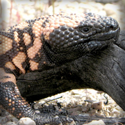 Killer Lizard Spits in the Face of Diabetes