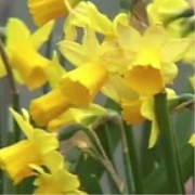 How to Plant Spring Bulbs in your Garden