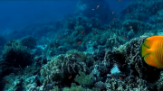 Коралловый риф 3D