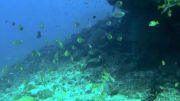 Коралловый риф: удивительные подводные миры 3D
