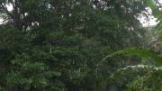 Тропический лес 3D